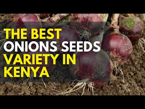 Bulb Onions Farming In Kenya Best Onion Fertilization Schedule 2025