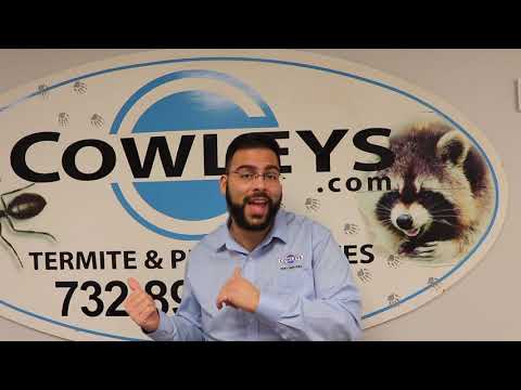 Tips to Prevent Pantry Pest From Ruining Your Holidays