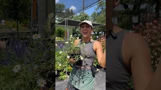 Blackfoot Daisy Care & Growing Tips