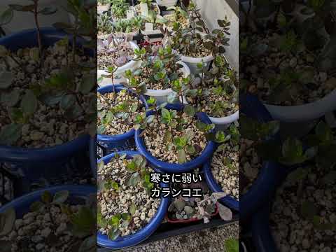  17 の賢いアイデアで冬のバルコニーを魅力的に飾りましょう!  庭園