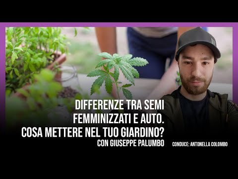 , title : 'Differenza tra semi femminizzati e auto. Cosa mettere nel tuo giardino?'