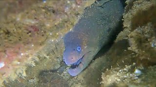 Maxwell spies a scary eel among other exotic creatures while scuba diving at Catalina Island