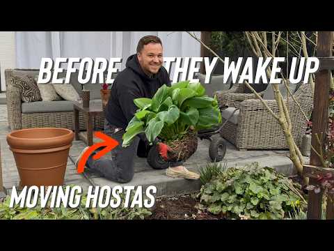 Moving Hostas + Pruning a Hydrangea