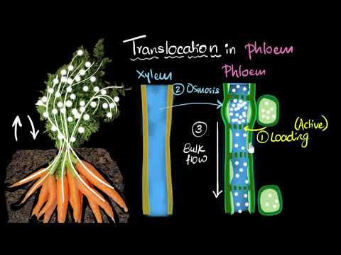 YouTube video about: How is food transported in plants?