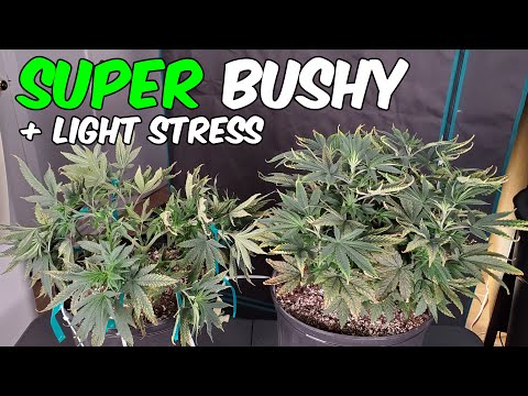 White Widow 2x4 Grow Tent Ep.2 Low Stress Training & Yellowing/Cupping Leaves
