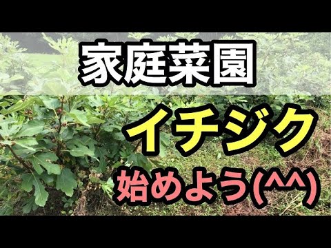 イチジクで気根を育てるにはどうすればよいですか？なぜ彼らは現れるのでしょうか？試してみたい4つの方法  庭園