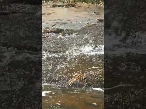 Sons das águas - Cachoeira mineira