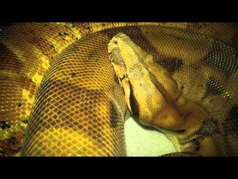 Boa hissing