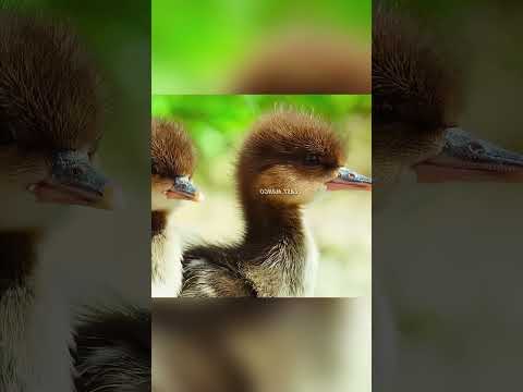Sekiz Ördek Yavrusu ve İlk Büyük Zaferleri 🦆💛 #shorts