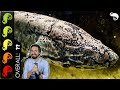 African Lungfish, The Best Pet Fish?