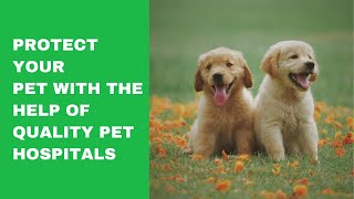 Protect your Pet with the help of Quality Pet Hospitals