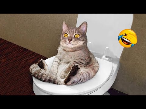 Funny Animal Video Cats And Dogs Part 52