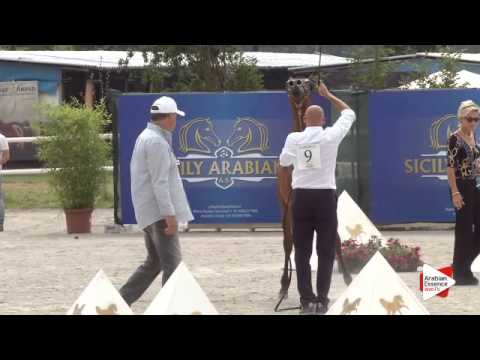 N.9 CS PRINCE BAY - Festival FVG 2015 - Yearling Colts (Class 2)