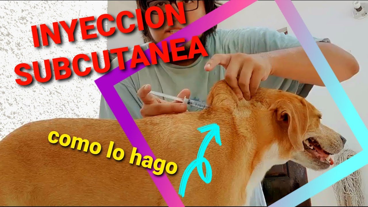 Aprendiendo - Como aplicar una inyección subcutánea a mi perro