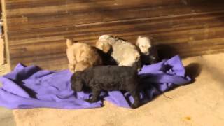 Cockapoo Puppies For Sale John Stoltzfus E's