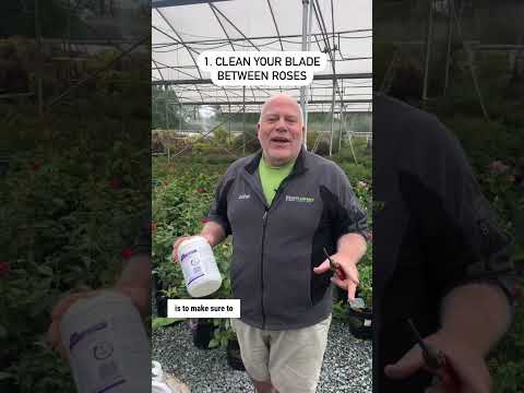 究極のガイド: ローズケア 101