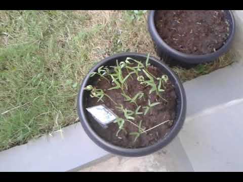 menanam kangkung ala  wijdan manar