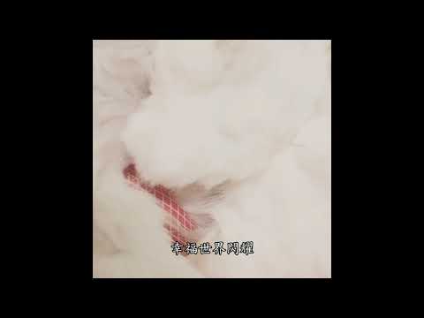 因為有你-108年新北市政府動物保護微電影及詞曲創作獎-入圍作品網路人氣票選活動