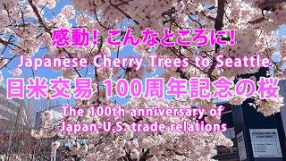 感動! 日米交易100周年記念の桜: Japanese Cherry Trees to Seattle