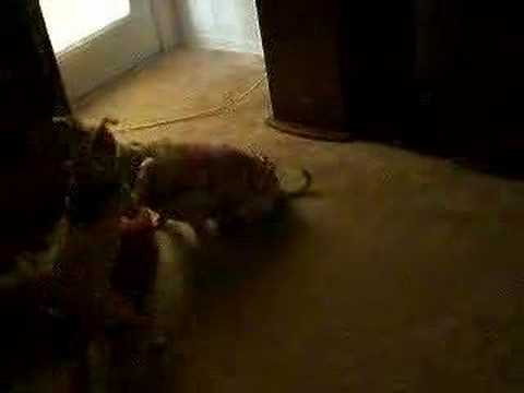 Shelina drop kicks Alex but he comes back for more