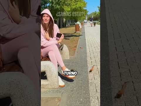 ¿Tu Perro Te Reconocería En La Calle? #curiosidades