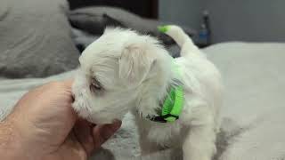 Video preview image #2 Maltese Puppy For Sale in OCALA, FL, USA