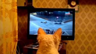 preview picture of video 'F1 and CAT, Формула1 и кот, Formula1 and cat, Cat and TV, Formula one and cat'