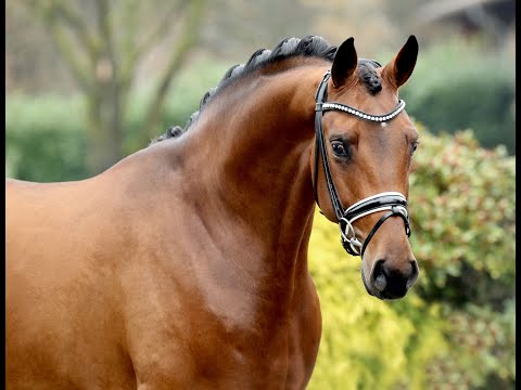 For Kingdom (v. For Emotion/Dimaggio/Caprimond)