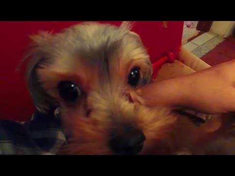 Йоркширский терьер. Девочки Дурочки/Yorkshire terrier. Girls