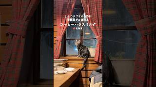 まるでジブリの世界？看板猫が居るカフェ🐈 #カフェ巡り