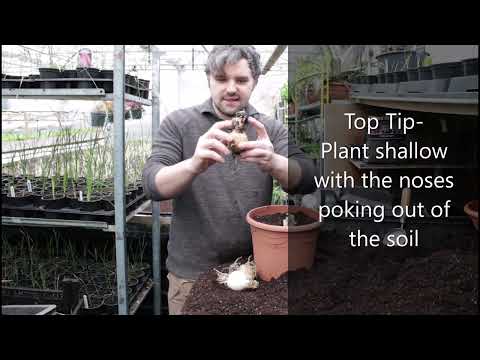 How to Plant Amarine belladiva bulbs in pot- somethingforthegarden.co.uk
