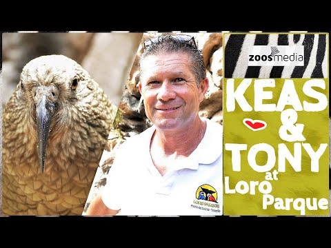 Loro Parque: Die KEAS und TONY ❄ 🇳🇿 | zoos.media