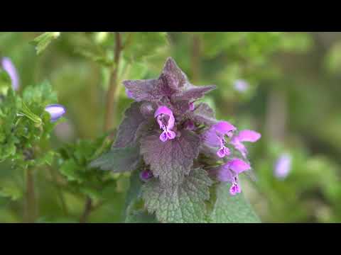 白いオドリコソウ 植物