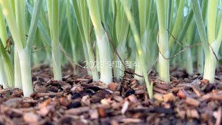 힐링영상 2023 양파 정식 하기 | 또 다시 시작 | Korean agric…