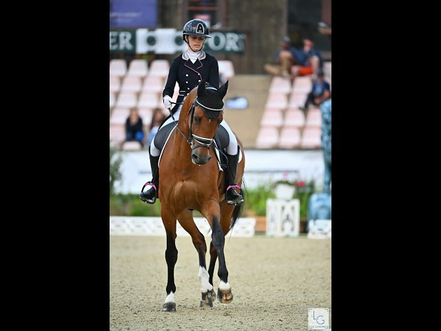 Hongre - BWP - 15 ans - Dressage / CDI YR  - France