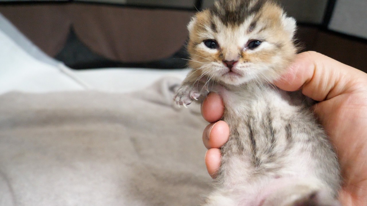 The baby kitten's eyes are slowly opening...