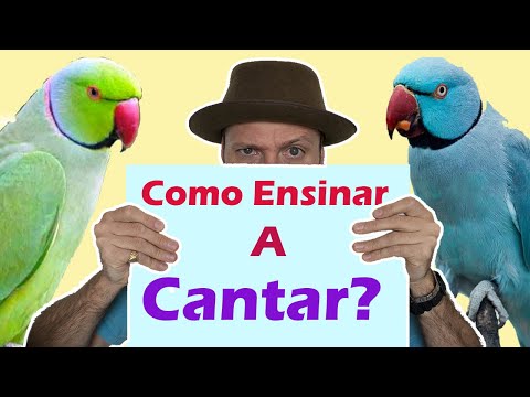 Como ensinar ring neck a falar - como ensinar o ring neck a cantar e assobiar!