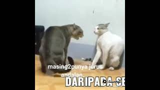 Download lagu jurus andalan kucing...video lucu kucing... mp3