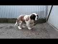 Bernhardiner puppy