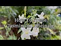 How To Prune And Rejuvenate Jasminum Officinale How To Prune Climbing Jasmine