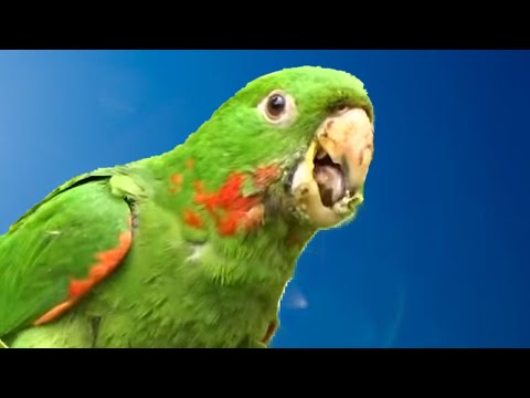 download lagu mp3 mp4 Maritaca, download lagu Maritaca gratis, unduh video klip Maritaca