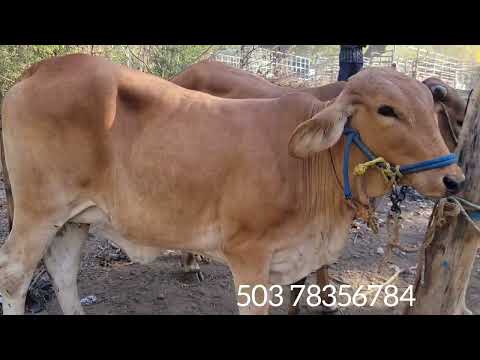 Tiangue El transito sanmiguel 