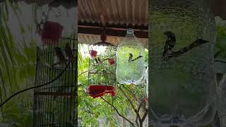 Download lagu # Kandang sementara emprit kaji#Yg penting ga numpang ,nyusahin orang tua🤣🤣🤣🤣🤣😂🤣 mp3