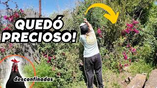✨DESPEJO la VALLA y queda espectacular. Desconfino a las GALLINAS y me sorprendo. Vlog292