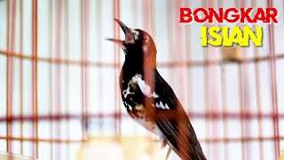 Download lagu ANIS KEMBANG ISIAN MEWAH, MASTERAN ANIS KEMBANG FULL ISIAN mp3