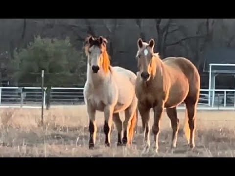 YouTube video about: How much space do horses need?