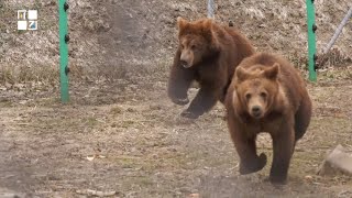 Не «звірі». Як українці рятують тварин від наслідків війни