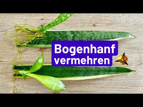 Bogenhanf vermehren in Wasser: Ableger und Stecklinge