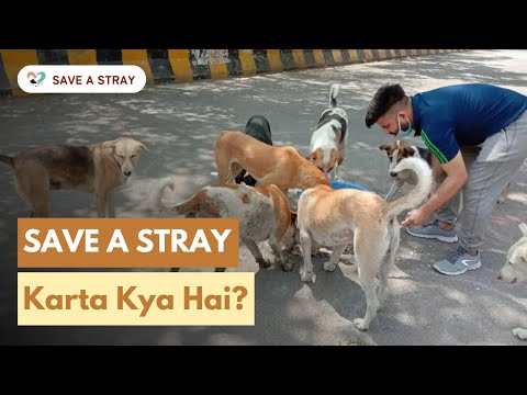 Save A Stray's Story by Vidit || Save A Stray #saveastray