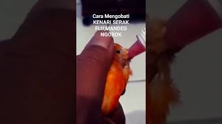 Download lagu How to Treat Canary Hoarseness, Stagnation, Flu, Snoring.. Watch the Full Video Click 'Subscribe'... mp3